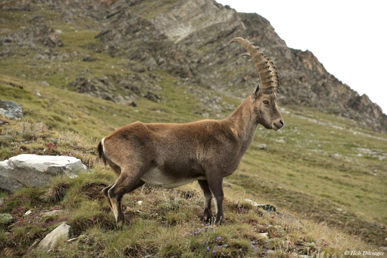 Urlaub Bei Moses Lägenhet Schoppernau Exteriör bild