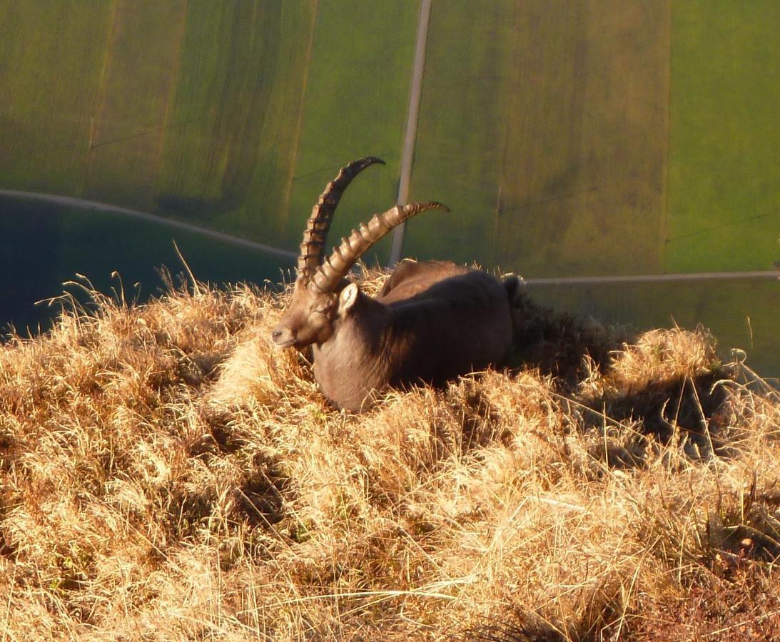 Urlaub Bei Moses Lägenhet Schoppernau Exteriör bild